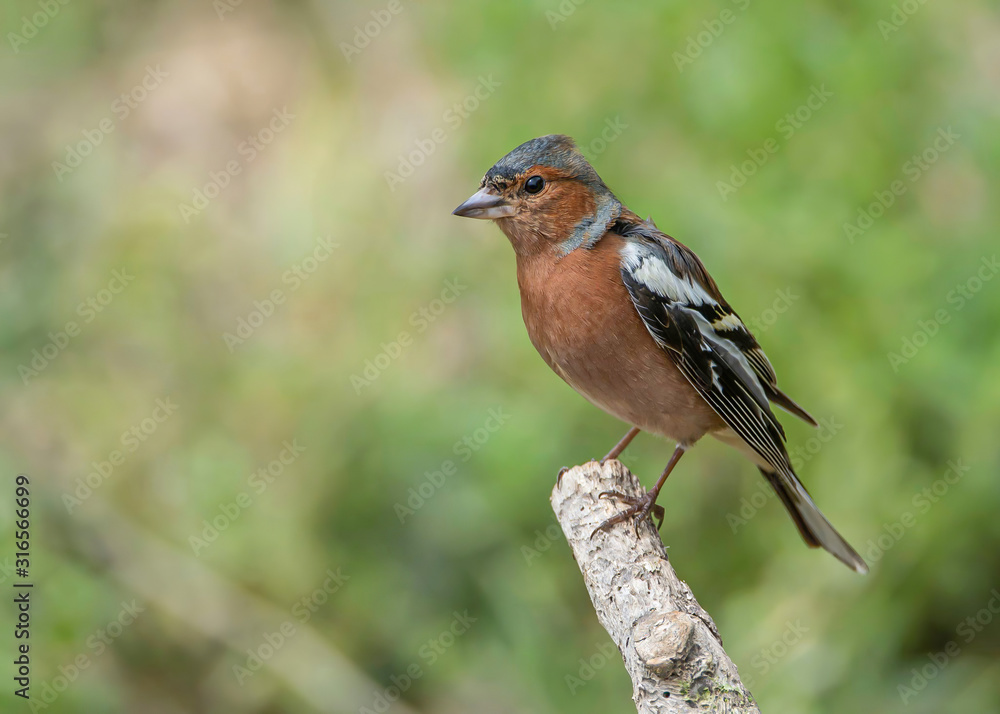 Common Chaffinch (Fringilla coelebs) sitting on a branch in nature. Common Chaffinch (Fringilla coelebs) sitting on a branch in nature.