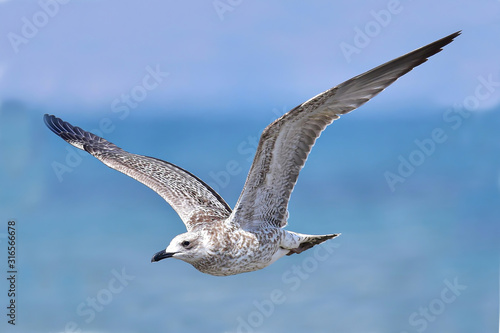 Armenian gull (Larus armenicus) in flight over blue sky