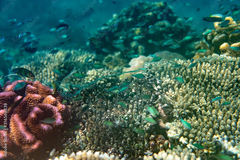 Fototapeta premium Unterwasseraufnahmen: Fische, Korallen