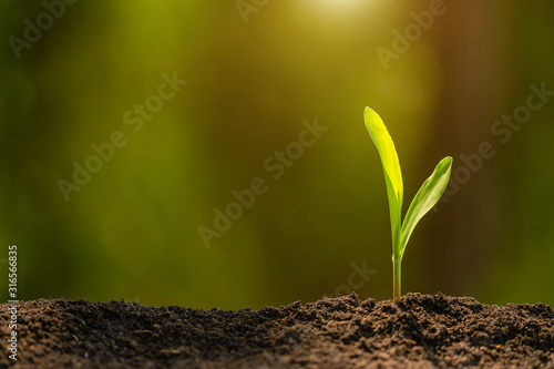 Green sprout of corn tree growing in soil with outdoor sunlight and green blur background. Agriculture, Growing or environment concept