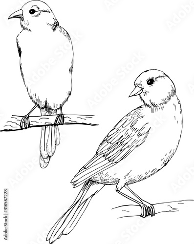 Canary vector monochrome freehand ink drawn sketch style illustration