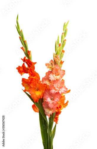 Obraz na płótnie gladiolus flowers isolated