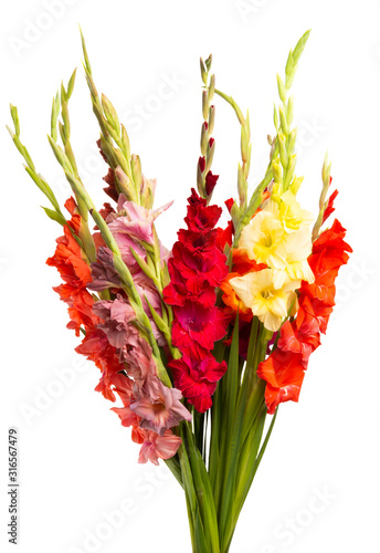 gladiolus flowers isolated