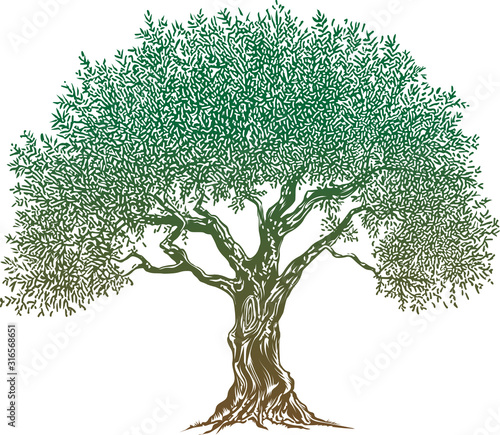 Olive Tree