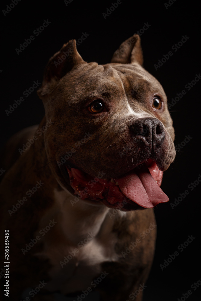 Dog breed American pit bull terrier. Dark background. Dog breed American pit bull terrier. Dark background.