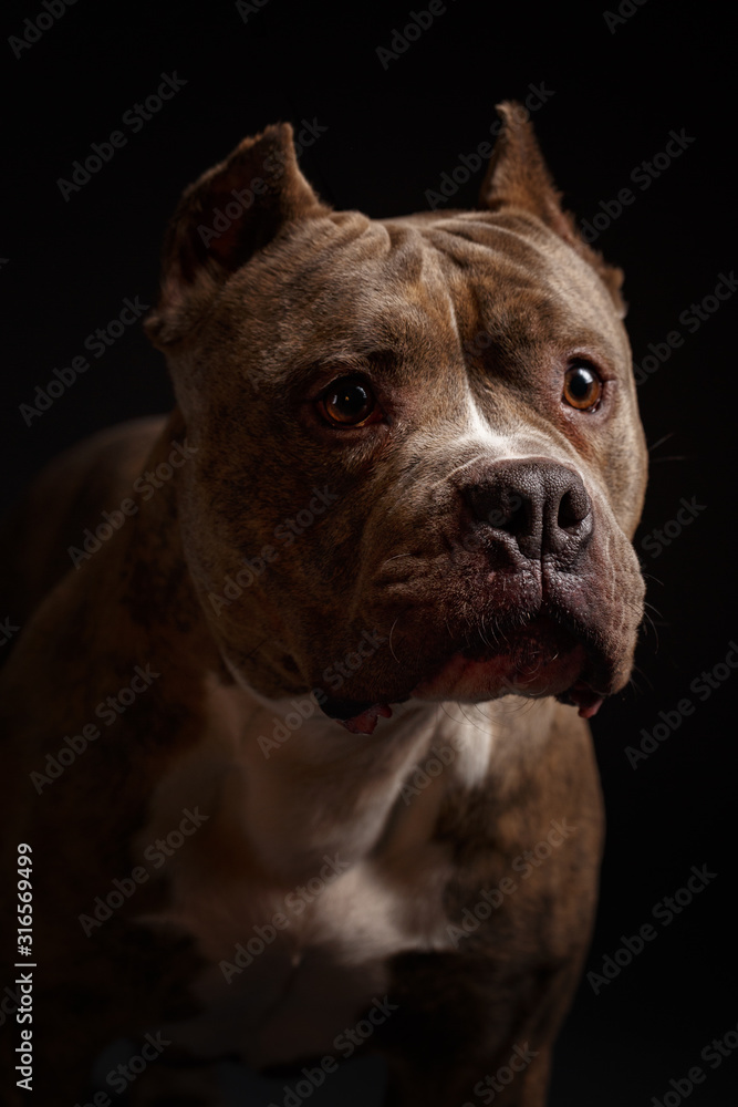 Dog breed American pit bull terrier. Dark background. Dog breed American pit bull terrier. Dark background.