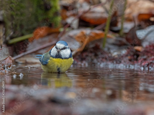 Eurasian blue tit (Cyanistes caeruleus) bathes in water in nature amidst the autumn entourage. The Eurasian blue tit (Cyanistes caeruleus)[2] is a small passerine bird in the tit family, Paridae. photo