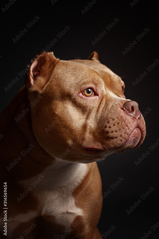Dog breed American pit bull terrier. Dark background. Dog breed American pit bull terrier. Dark background.