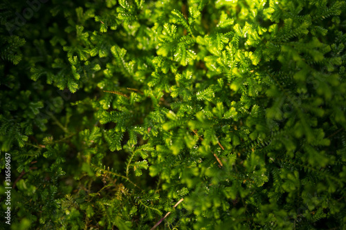 home garden and nature background from sunlight on beauty small tree (moss and fern) © tickcharoen04