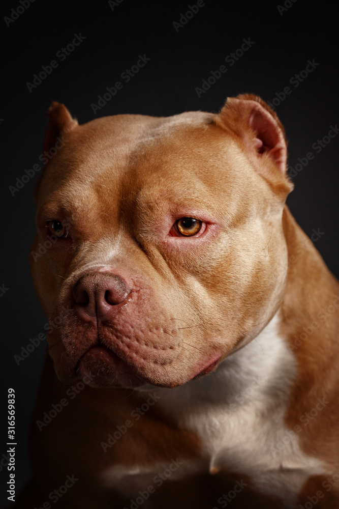 Dog breed American pit bull terrier. Dark background.