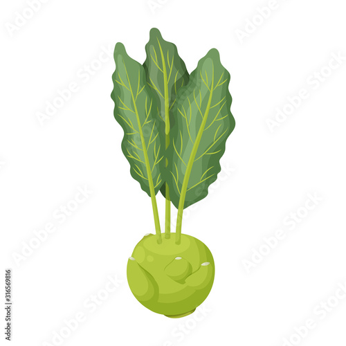 Cabbage of kohlrabi vector icon.Cartoon vector icon isolated on white background cabbage of kohlrabi .