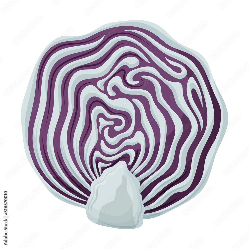 Obraz premium Cabbage vector icon.Cartoon vector icon isolated on white background cabbage.
