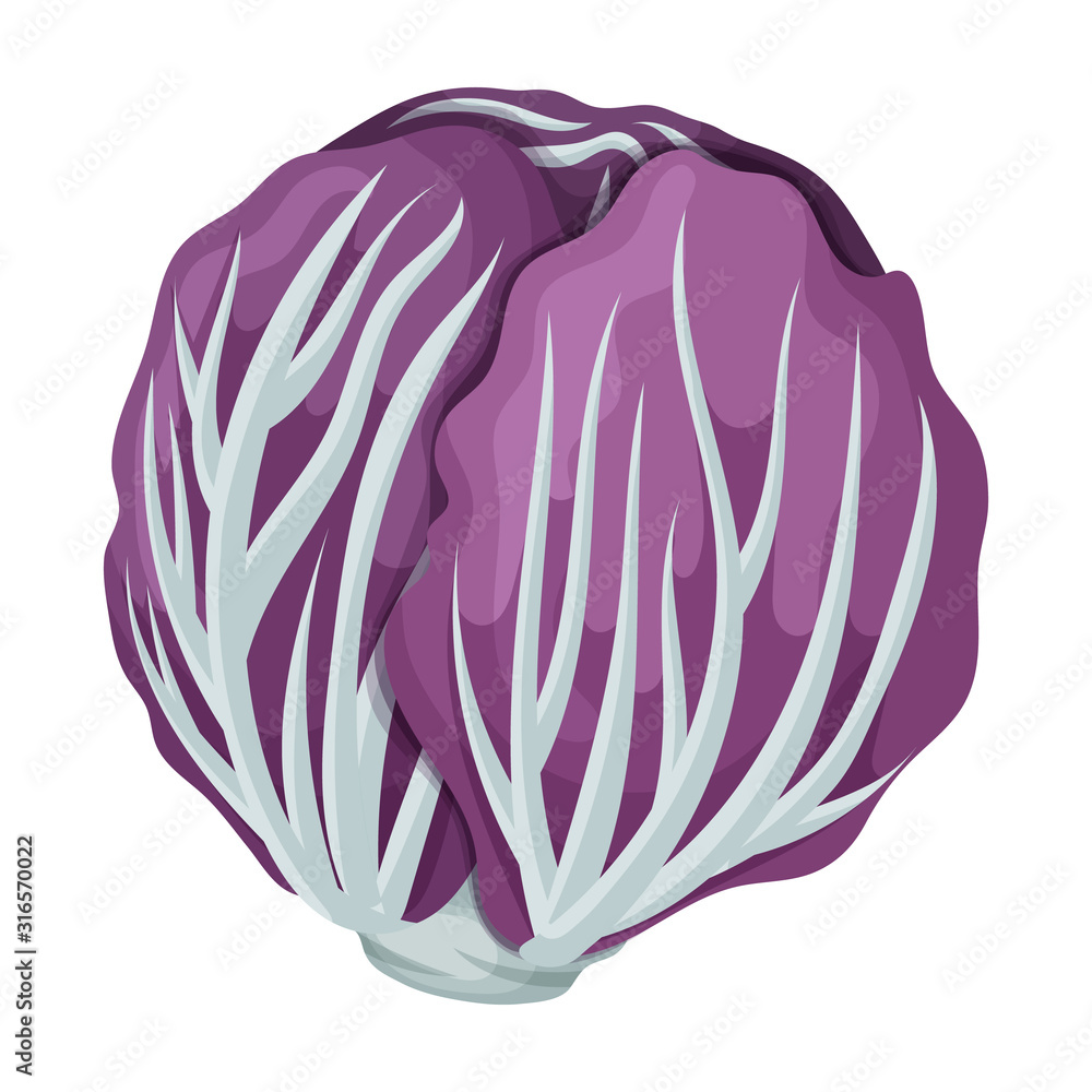 Fototapeta premium Cabbage vector icon.Cartoon vector icon isolated on white background cabbage.