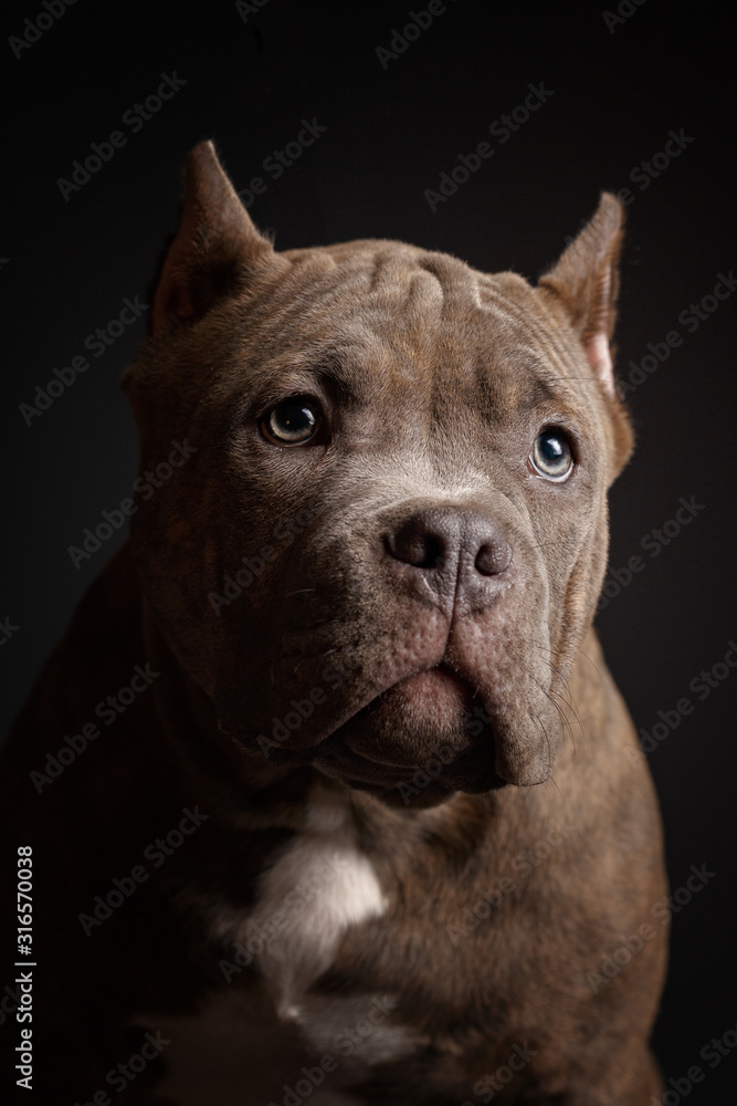 Dog breed American pit bull terrier. Dark background.