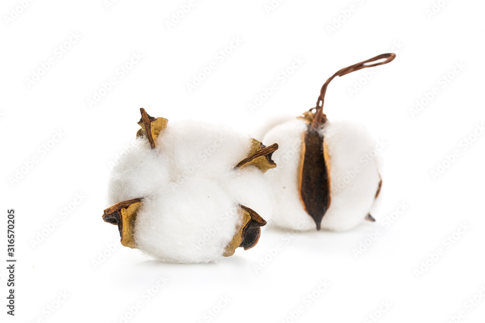 several flowers of cotton isolated on a white background several flowers of cotton isolated on a white background