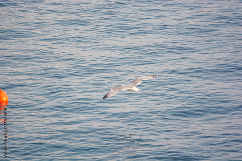 Seagull flies above sea, Solta, Croatia © vrabelpeter1