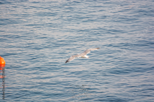 Seagull flies above sea, Solta, Croatia photo