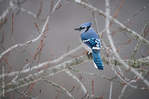 Blue Jay Bird Perched on Maple Tree Branch in Winter photo