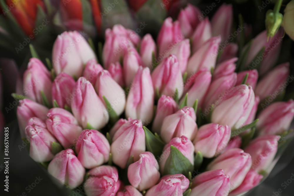 Fototapeta premium Beautiful pink tulips on blurred background, closeup. Floral decor