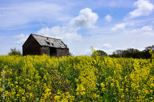 A Derelict Barn in a Field of Oilseed Rape