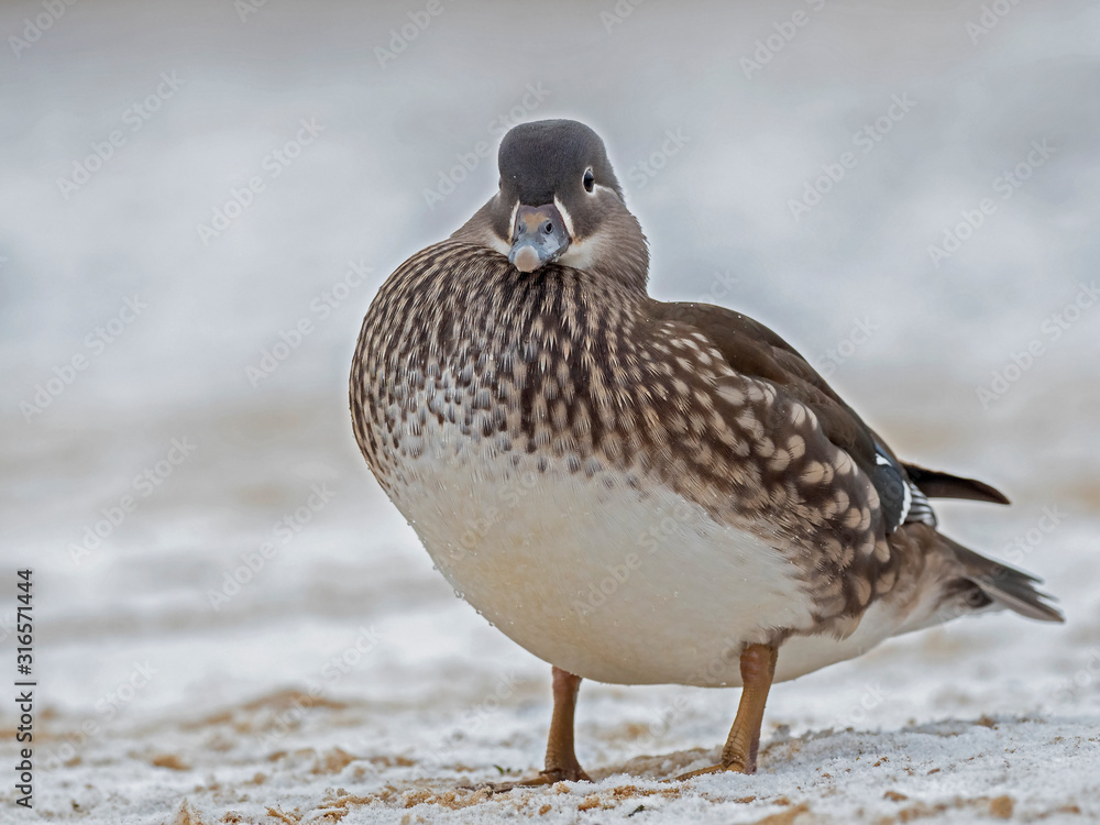 Portrait of Female Mandarin Duck (Aix galericulata) on the water. The mandarin duck (Aix galericulata) is a perching duck species native to East Asia. Portrait of Female Mandarin Duck (Aix galericulata) on the water. The mandarin duck (Aix galericulata) is a perching duck species native to East Asia.