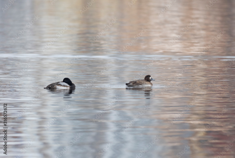 Greater Scaup swimming in the open water. Male and female greater scaup (Aythya marila) on the water. Greater Scaup swimming in the open water. Male and female greater scaup (Aythya marila) on the water.