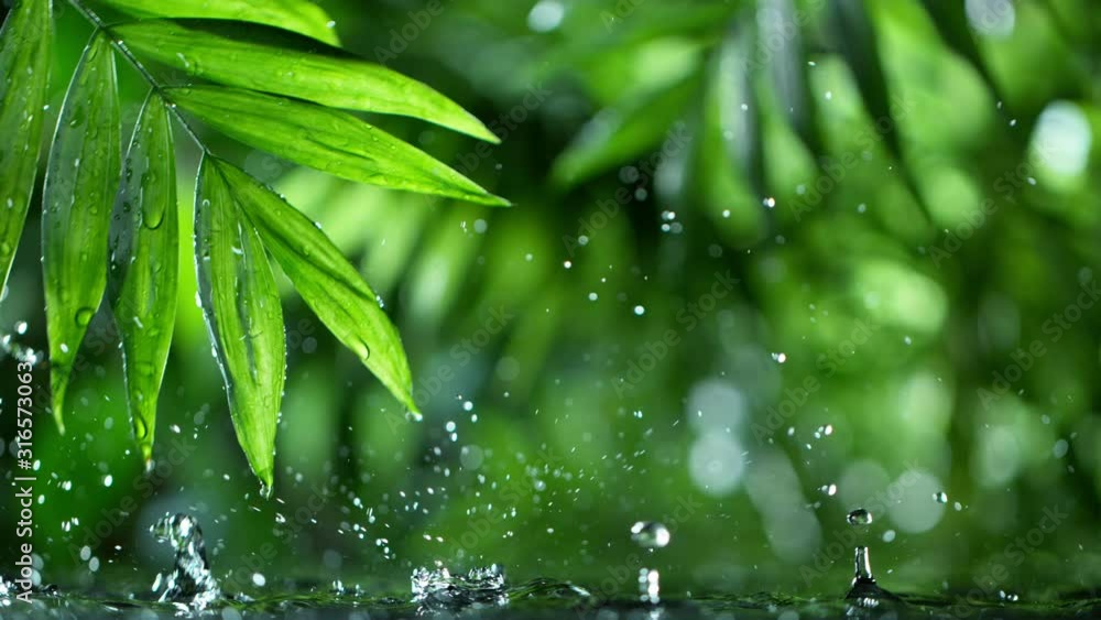 fresh green leaves with water drops over the water , relaxation with water ripple drops concept , filmed on cinema slow motion camera at 1000 fps