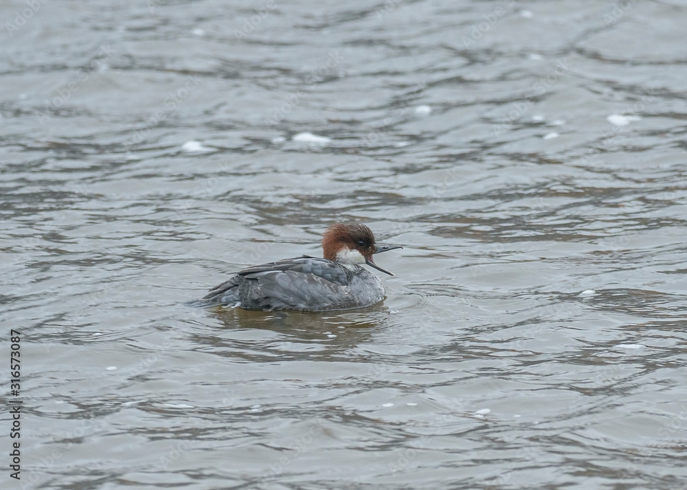 Smew, Mergellus albellus, single female swimming. The smew (Mergellus albellus) is a species of duck, and is the only living member of the genus Mergellus. Smew, Mergellus albellus, single female swimming. The smew (Mergellus albellus) is a species of duck, and is the only living member of the genus Mergellus.