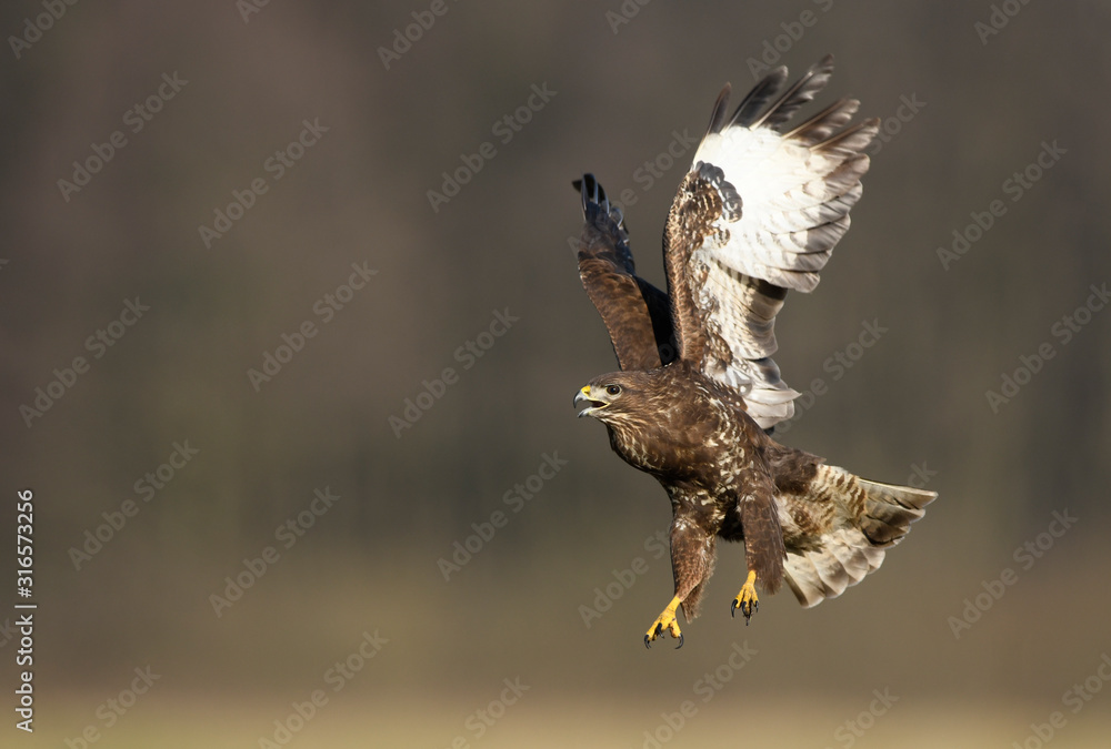 Fototapeta premium Common buzzard (Buteo buteo) in flight