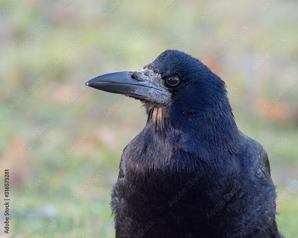 Fototapeta premium Portrait of Eurasian rook (Corvus frugilegus). Rook on earth looking for food.