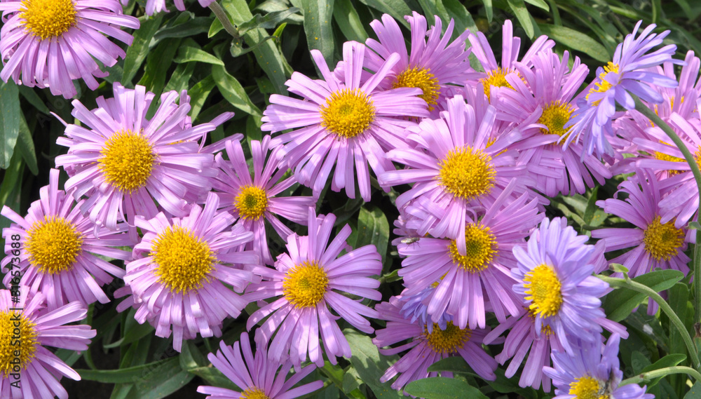 Asters bloom in the garden Asters bloom in the garden