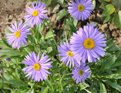 Asters bloom in the garden