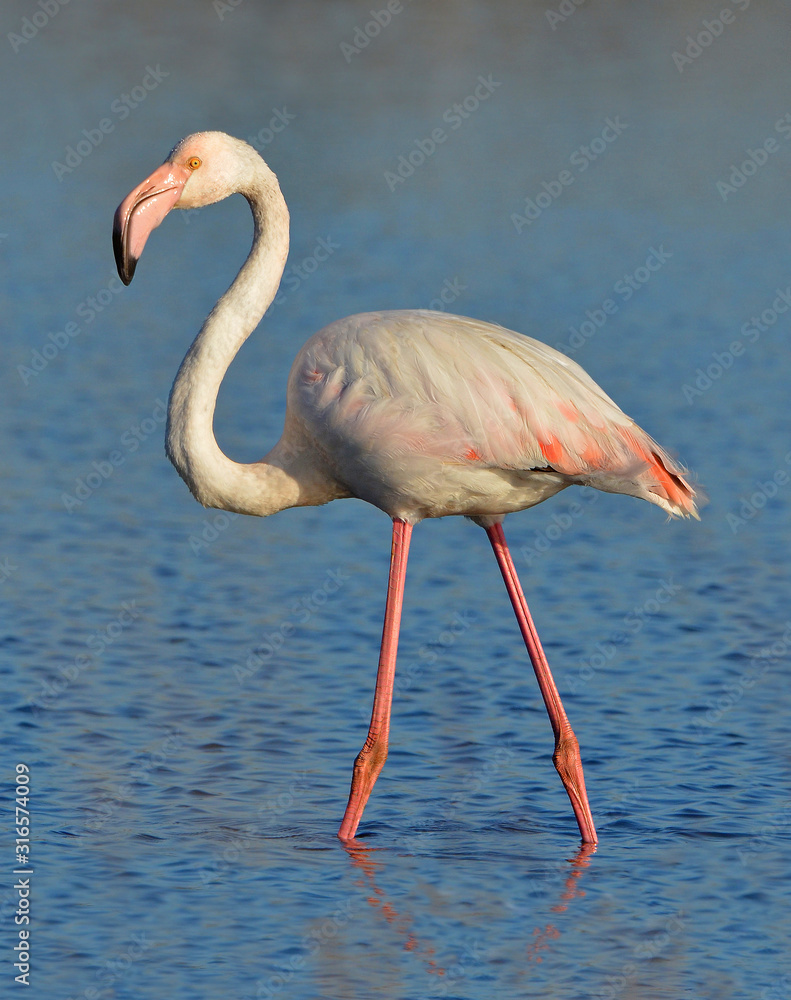 Obraz premium flamingo feeding in the lake