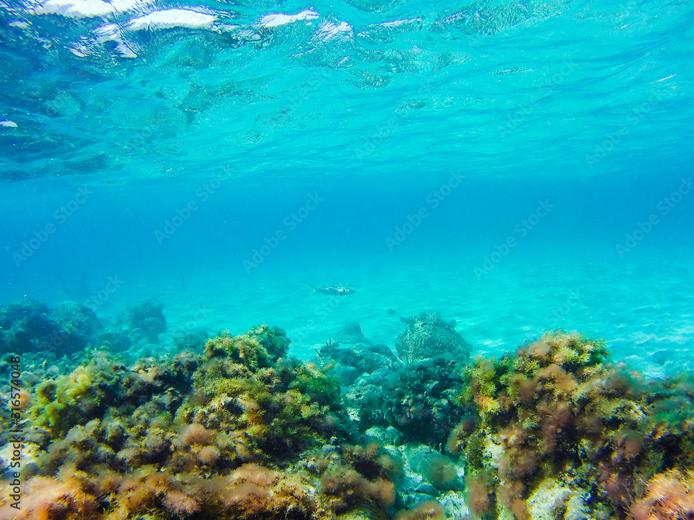 Colorful underwater vegetation in the Mediterranean sea