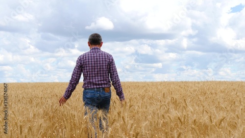 A man farmer is on a wheat field, touching the ripe ears of wheat.