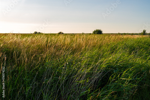 View over a meadow in the evening sun