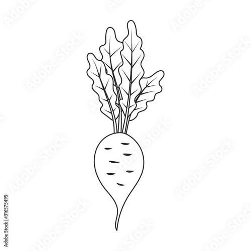 Beet vector icon.Line vector icon isolated on white background beet .