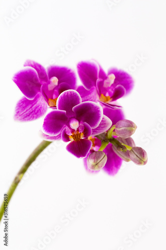 Beauty orchid on a white background. © gitusik