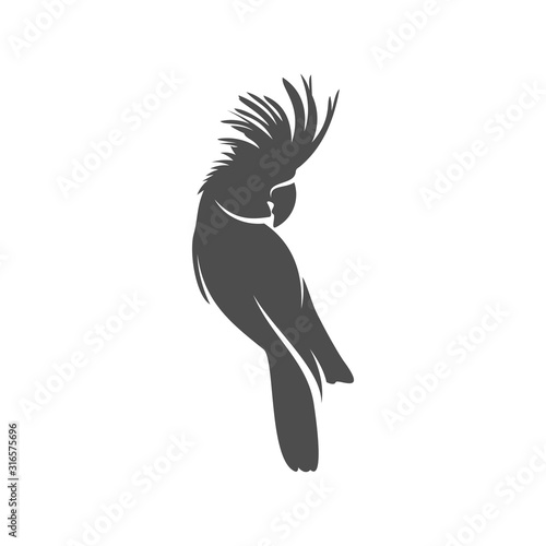Parrot logo icon design vector illustration  Parrot logo template