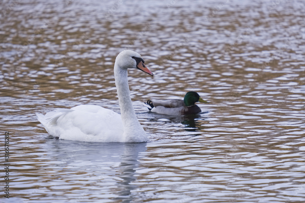 Cygne et canard Cygne et canard