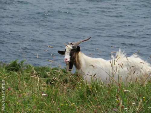 Beautiful goats in freedom eating grass of the field and the mountain