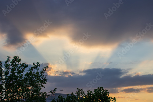 silhouette of a tree at sunset