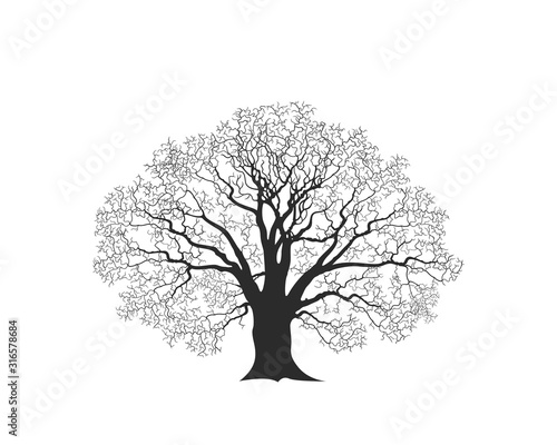 Oak tree logo. Isolated oak tree on white background