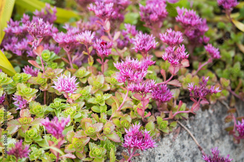 Caucasian Stonecrop
