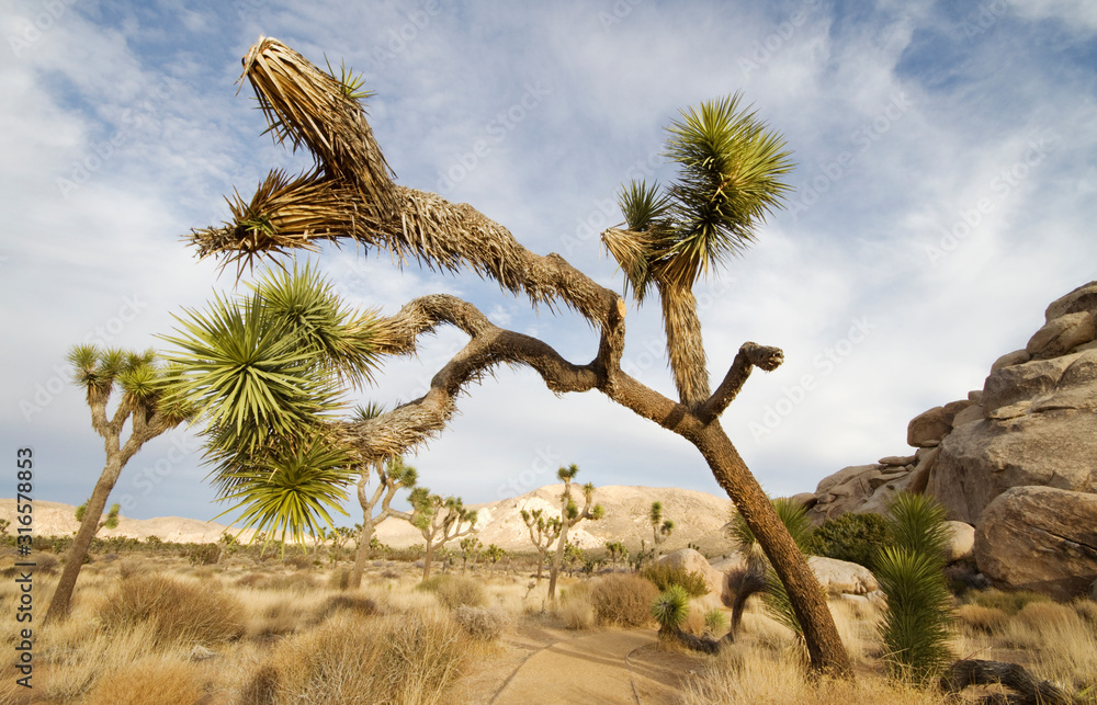 A Joshua Tree along the trail