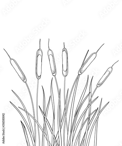 Bunch of outline Bulrush or reed or cattail with leaves in black isolated on white background. 
