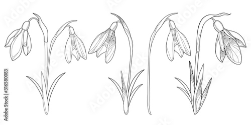 Set of ornate bouquet of outline Snowdrop or Galanthus flowers and leaf in black isolated on white background.