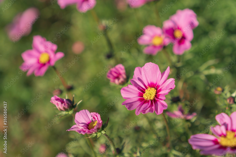 Pink and dark pink color cosmos flowers garden.