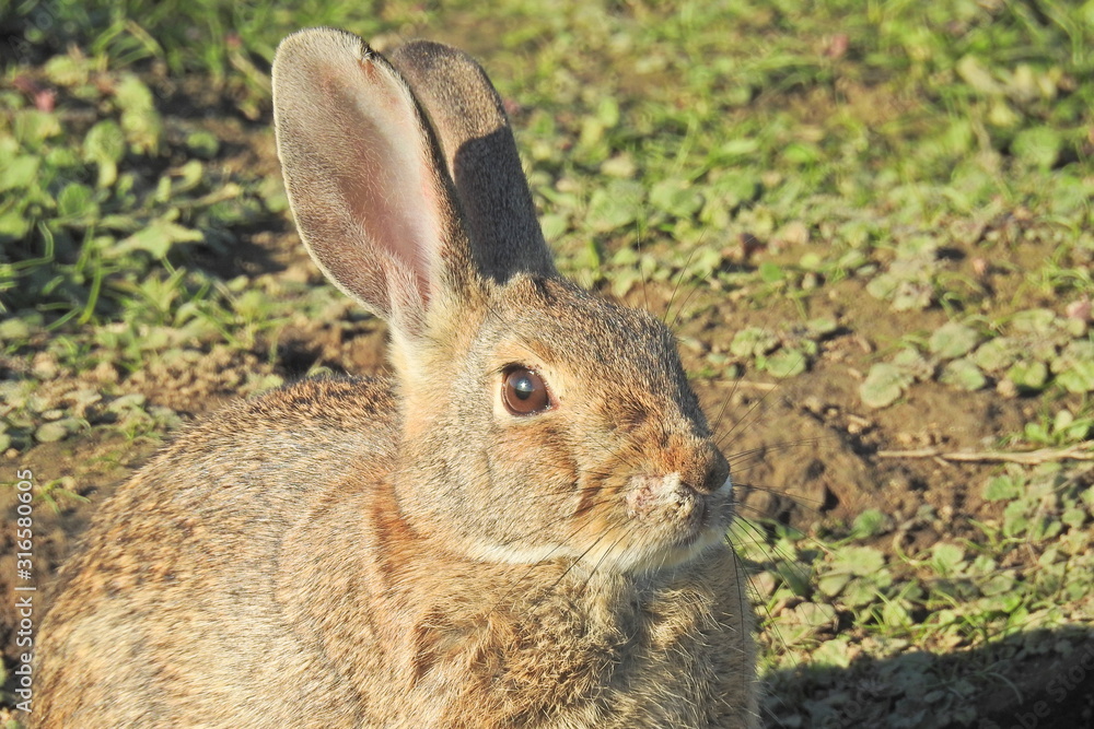 Cottontail rabbit enjoying a sunny day in the Merced National Wildlife Refuge, northern San Joaquin Valley, California. Cottontail rabbit enjoying a sunny day in the Merced National Wildlife Refuge, northern San Joaquin Valley, California.