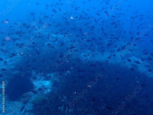 the underwater photo of the bat fish school under the deep blue sea 